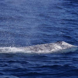 Gray Whale