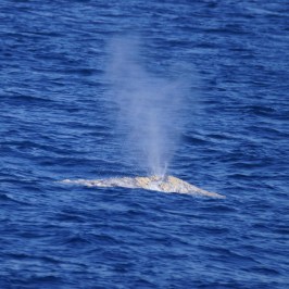 Gray Whale Heart Spout
