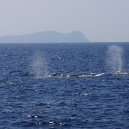 Gray Whale Pair