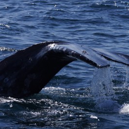Gray Whale Tail