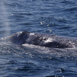 Gray Whale