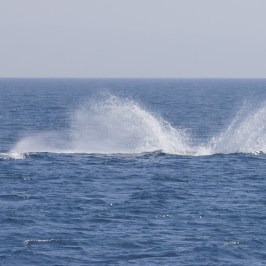 Splash from Gray Whale