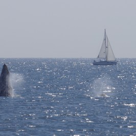 Breaching Gray Whale