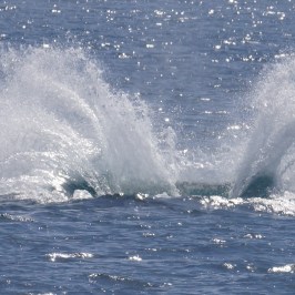 Splash from Gray Whale
