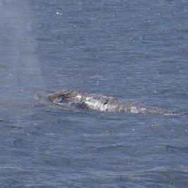 a dog swimming in a body of water