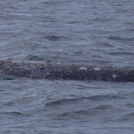 a whale swimming in the water
