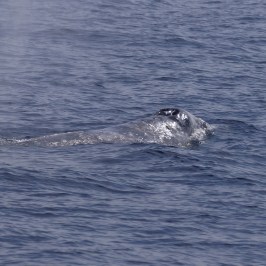 Gray Whale