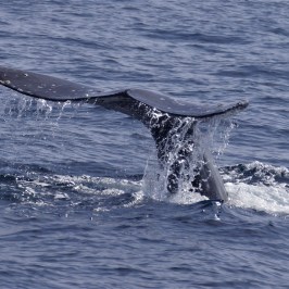 Gray Whale