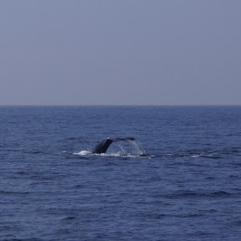 Gray Whale
