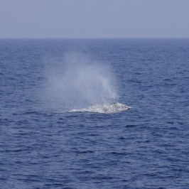 Gray Whale