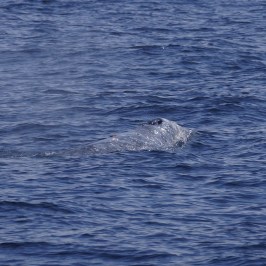 Gray Whale