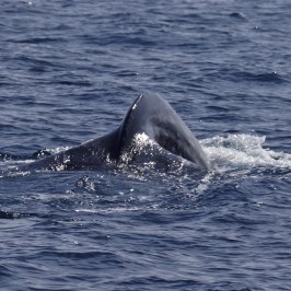 Gray Whale Tail