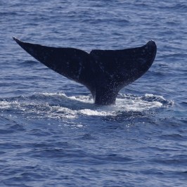 Gray Whale Tail