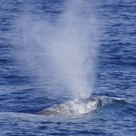 Gray Whale Heart Blow