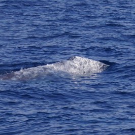 Gray Whale
