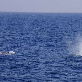 Pair Gray Whales
