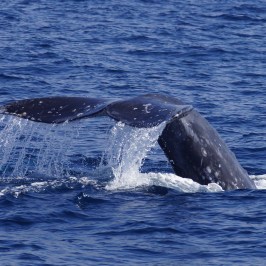 Gray Whale Tail