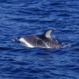 Pacific White Side Dolphin