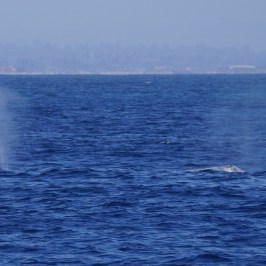 Gray Whales