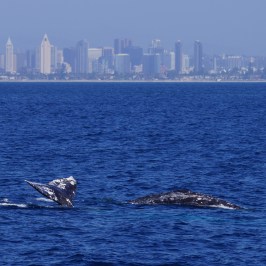 Pair of Gray Whales San Diego