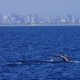Gray Whale Tail