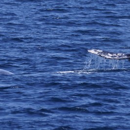 Gray Whale Tail