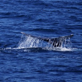 Gray Whale Tail