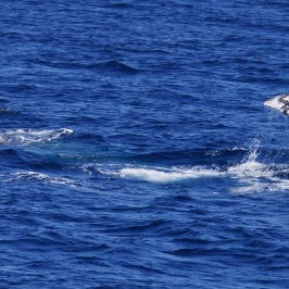 Double Gray Whale Tail