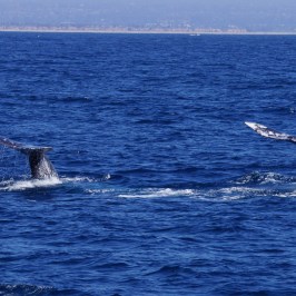Two Whale Tails