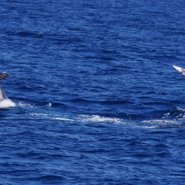 Two Gray Whale Tails