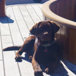 a dog sitting on a bench