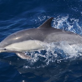 a dolphin jumping out of the water