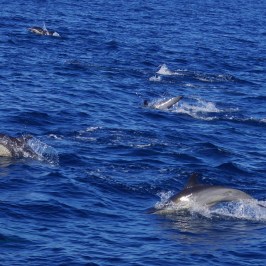a whale jumping out of the water