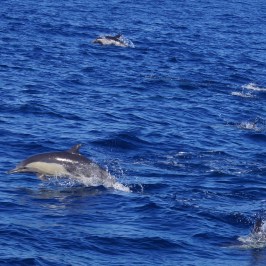 a whale swimming under water