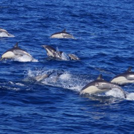 a dolphin jumping out of the water
