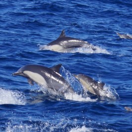 a dolphin jumping out of the water