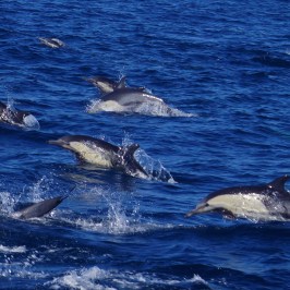 a dolphin swimming in a body of water