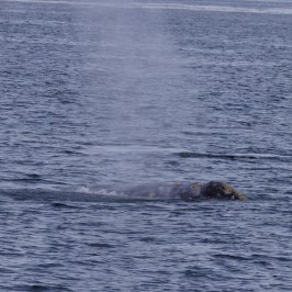 a whale jumping out of the water