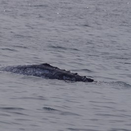 a dog swimming in a body of water