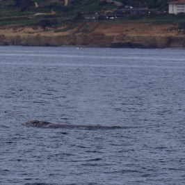 a large body of water