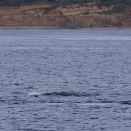 a large body of water