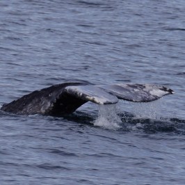 a bird swimming in water next to a body of water