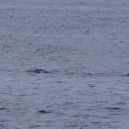 a dog swimming in a body of water