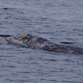 a whale swimming in a body of water