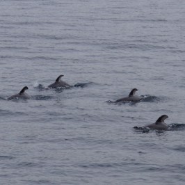 a dog swimming in a body of water