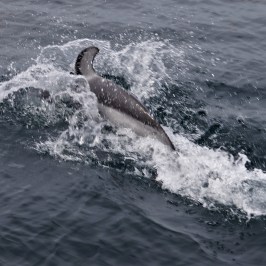 a person riding a wave on a surfboard in the ocean