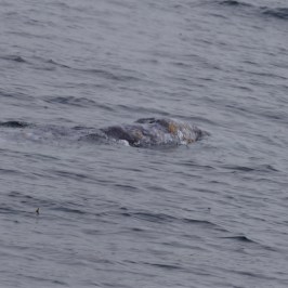 a dog swimming in a body of water