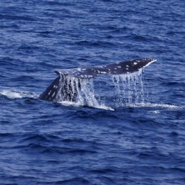 a whale jumping out of the water