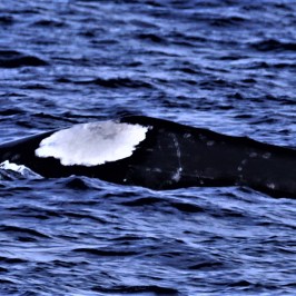 a dog swimming in a body of water