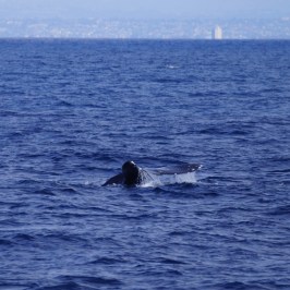 a whale jumping out of a body of water